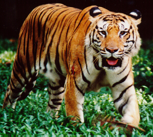 9 subspesies harimau Hijauku Bumiku